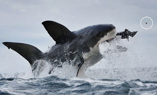 Nhiếp ảnh gia người Anh Dan Callister chộp được khoảnh khắc một con cá mập trắng gãy răng vì săn mồi. Sau khi đớp được con mồi là một con hải cẩu, con cá mập trắng ngậm mạnh tới mức một chiếc răng của nó bị rơi ra, bay lên không trung (ảnh khoanh tròn).